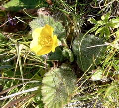 Geum montanum