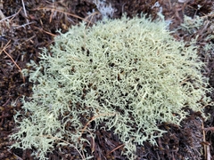 Cladonia dimorphoclada