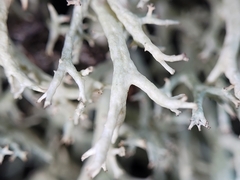 Cladonia dimorphoclada