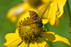 Esenbeckia