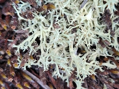Cladonia dimorphoclada