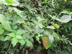 Isoglossa woodii