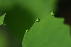 Ageratina luciae-brauniae
