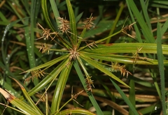 Cyperus meyenianus