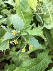 Galinsoga quadriradiata