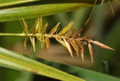 Cyperus meyenianus