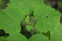 Ageratina luciae-brauniae