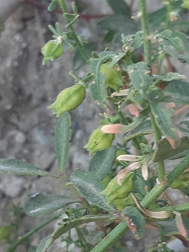 Reseda minoica (Reseda minoica)