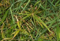 Cyperus meyenianus