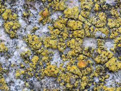 Flavoplaca austrocitrina