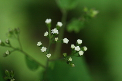 Ageratina luciae-brauniae