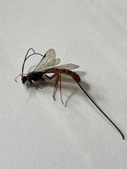 Dolichomitus irritator