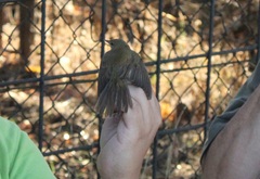 Acrocephalus palustris
