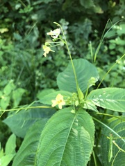 Impatiens parviflora
