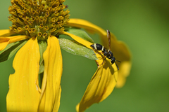 Parancistrocerus rectangulis