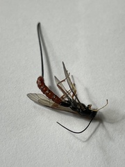 Dolichomitus irritator