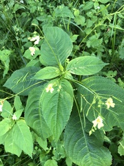 Impatiens parviflora