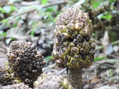 Cussonia sphaerocephala