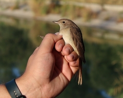 Luscinia megarhynchos