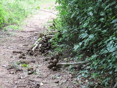 Cussonia sphaerocephala