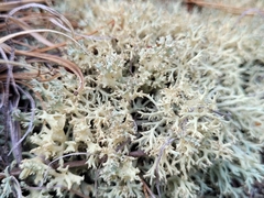 Cladonia dimorphoclada