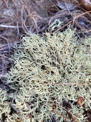 Cladonia dimorphoclada