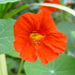 Nasturtium Family - Photo (c) Tim Waters, some rights reserved (CC BY-NC-ND)