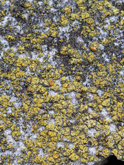 Flavoplaca austrocitrina