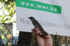 Sylvia atricapilla
