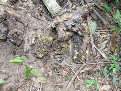 Cussonia sphaerocephala