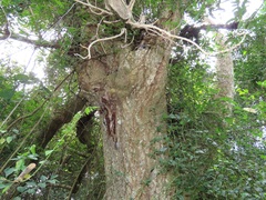 Cussonia sphaerocephala