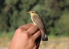 Hippolais icterina