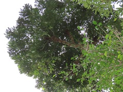 Cussonia sphaerocephala