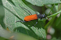 Tragidion annulatum