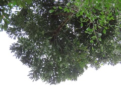 Cussonia sphaerocephala