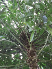 Cussonia sphaerocephala