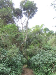 Cussonia sphaerocephala