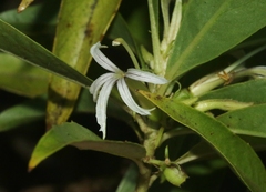 Scaevola procera