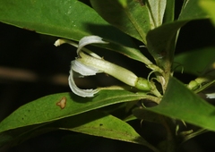 Scaevola procera