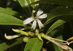 Scaevola procera