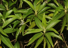 Scaevola procera