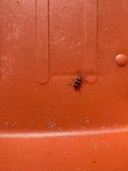 Paranapiacaba tricincta