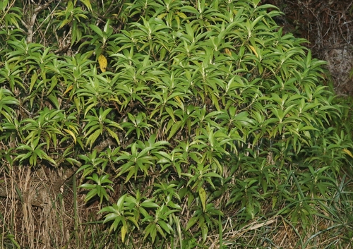 Scaevola procera