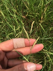 Paspalum denticulatum