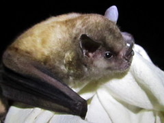 Honduran Yellow-Shouldered Bat photo 2