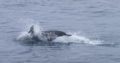 Delphinus
