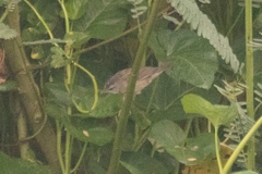 Helopsaltes certhiola