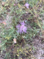 Centaurea borysthenica