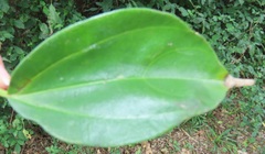 Scepocarpus trinervis