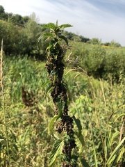 Urtica dioica